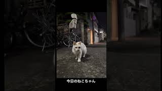 北千住の野良猫 Stray cats in Kitasenju, Tokyo  东京北千住的流浪猫 #stray #straycats #北千住 #野良猫 #流浪猫 #猫 #cats