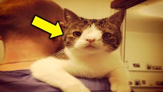 Man Rescues the Shelter's Most Unwanted CatāWeeks Later, Heās Stunned by an Incredible Surprise!
