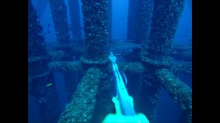 Amberjack \u0026 Sharks at Gulf of Mexico oil rig