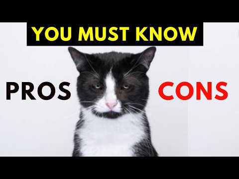 What is the personality of a tuxedo cat?