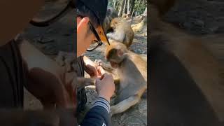 Monkey grooming ASMR