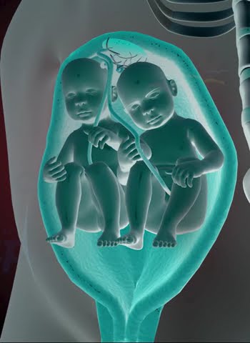 Precious Moments Of Twins Inside The Womb рџ рџ рџ 3d Animation Youtube