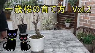 一歳桜の育て方Vol 2