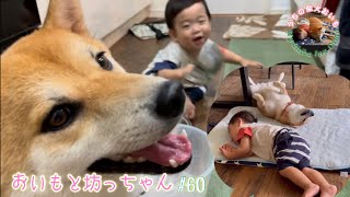 【おいもと坊っちゃんの日常#60🐕】お昼寝の後は、知育遊びとオヤツで宜しく👍👶🏻✨