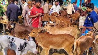 আজ ২৭ জানুয়ারি ২৫ | প্রচুর চাহিদা সম্পন্ন শাহিওয়াল বকনা বাছুরের দাম জানুন আমবাড়ী হাট থেকে