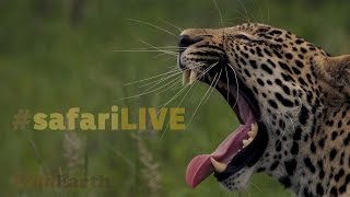 safariLIVE - Sunrise Safari - July. 06, 2017