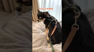 今年最後のトリミングも絶対に行きたくない犬。 #shorts  #chihuahua