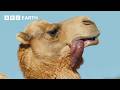 A Camel's Love Sac | 4K UHD | Mammals | BBC Earth