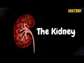 Kidneys (Functions, Structures, Coverings, Nephron)