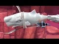 Hungry Shark Evolution Moby Dick Android Gameplay #21