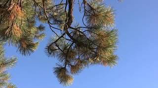 Pinus ponderosa, Pinaceae (ponderosa pine)