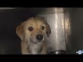 舒心回来了。 我却高兴不起来，遍体鳞伤他是怎么进大院的？ dog rescue in china 20241006