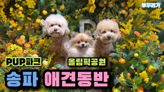 🌳🐶 펖파크 | 올림픽공원 | 송파애견동반 | 선수촌가든🥩 | 애크로매틱커피☕️