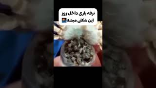 ویدئو هایی که باید تا قبل از مر/ گت ببینی....#حقایق #جالب #فکت #عجیب #دار‌ک #تئوری