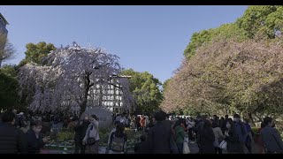 TOKYO SAKURA Cherry blossom　Ueno Park　4K HDR  桜と上野公園