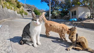 猫島で山道を歩いていると路上でゴロゴロ寝転ぶ猫たちに出会った