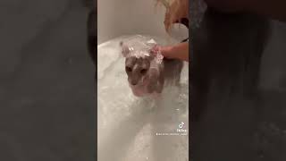 Peterbald Cat gets a bath