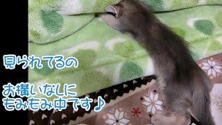 【生後63日】毛布に顔突っ込みながらふみふみ【ふみふみ猫ミレイ】