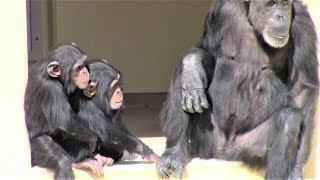 リュウ家族 チンパンジー 83 Chimpanzee Ryu family groups