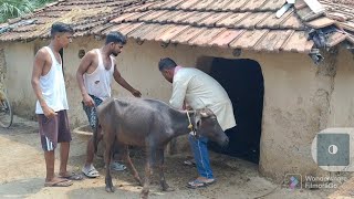 मौसा जी (मगहिया भाषा पर आधारित प्योर परिवारिक कॉमेडी #Uday doctor comedy