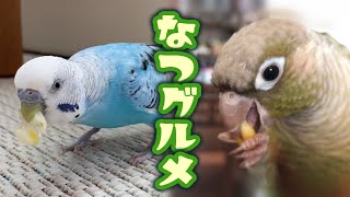 一粒のとうもろこしを大事に大事に食べるインコ Insta360 Go 2