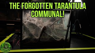 The Forgotten Tarantula Communal - Unearthed!