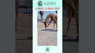 너 이러다 토끼한테 진다🐢🦒 #유머 #유머영상 #funny #funnyvideo #shortsvideo #릴스 #쇼츠 #웃긴쇼츠 #웃음