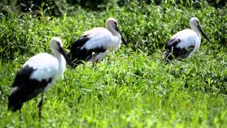 東日本初 放鳥 関東の大空へ　コウノトリ 野生へ旅立ち