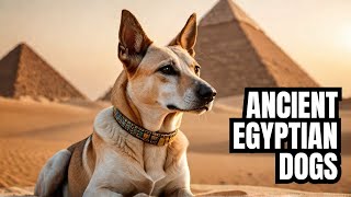 Egyptian Dogs  Pharaoh's Loyal Companion