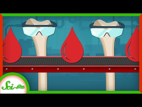How does blood get into bones?