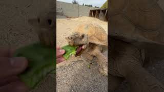 Man washing a kind turtle #shorts