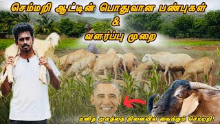 செம்மறி ஆடு வளர்ப்பு 🐐| 28 ஆண்டுகள் வரை உயிர் வாழ்ந்த ஒரு செம்மறி ஆடு😲 | sheep |