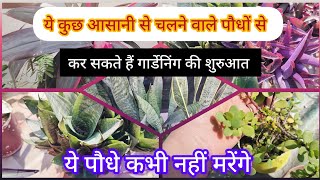 इन पौधों से कर सकते हैं गार्डेनिंग की शुरुआत।low maintinence plants