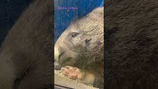 【wombat】おやすみユキちゃん☆ #shorts  #wombat #cuteanimals