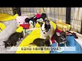 생후74일 아기치와와 첫아픔 동물병원 갔어요 치와와 chihuahua 강아지 puppy 아기강아지 아빠랑 어마랑 육아 육아브이로그 장모치와와 단모치와와