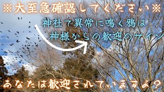 ※大至急確認してください※神社でカラスが異常なほどに鳴くのは神様からの歓迎サイン【遠隔参拝】熊野神社｜見た瞬間から金運急上昇！財運を引き寄せるスピリチュアルパワースポット【大願成就】宮城県塩竈市権現堂