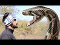 Anaconda Snake 2 in Real Life HD Video