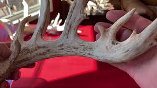 Whitetail buck Bo antler comparison And insight to injuries