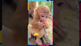 Monkeys, Baby monkey videos   BeeLee Monkey Fans #Shorts EP1490