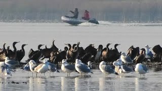 Залётные Бакланы на Белгородском водохранилище || Cormorants