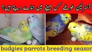 Australian Budgies Kis Mahina Ma Breed Kartay Ha🤔|Budgies kab Breeding Kay Ga Yar 🤔| 💛