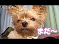 【ヨークシャテリア】お父さんの服に包まるヨークシャテリア【yorkshire terrier】