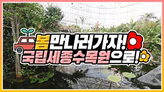 [#랜선여행​ 떠나기] 누구보다 빠르게 봄을 즐기는 방법! 국립세종수목원으로 떠나기