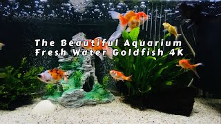 The Aquarium Beautiful Fresh Water Fish 4K - Deep Relaxation and Nature Underwater
