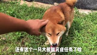 4只柴犬成功交配结合，期待2个月以后生下可爱的小奶狗。