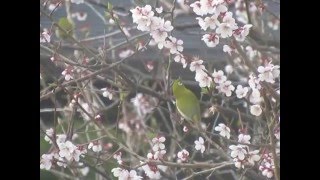 梅の花とメジロ　Ⅱ