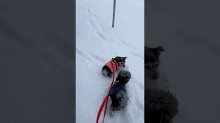 Dogs Walking Through Deep Snow