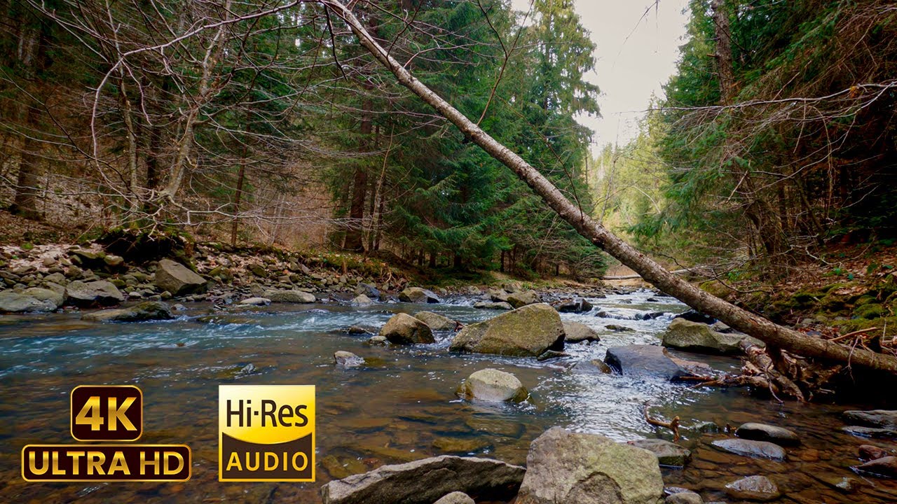 4k Forest Stream Relaxing Sounds Youtube