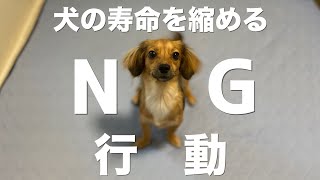 飼い主がついしてしまいがちな犬を苦しめてしまう行動