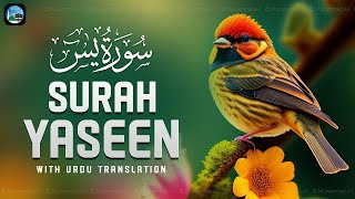 Surah Yasin ( Yaseen ) with Urdu Translation | Quran Tilawat Beautiful Voice | Hindi Tarjuma | EP207